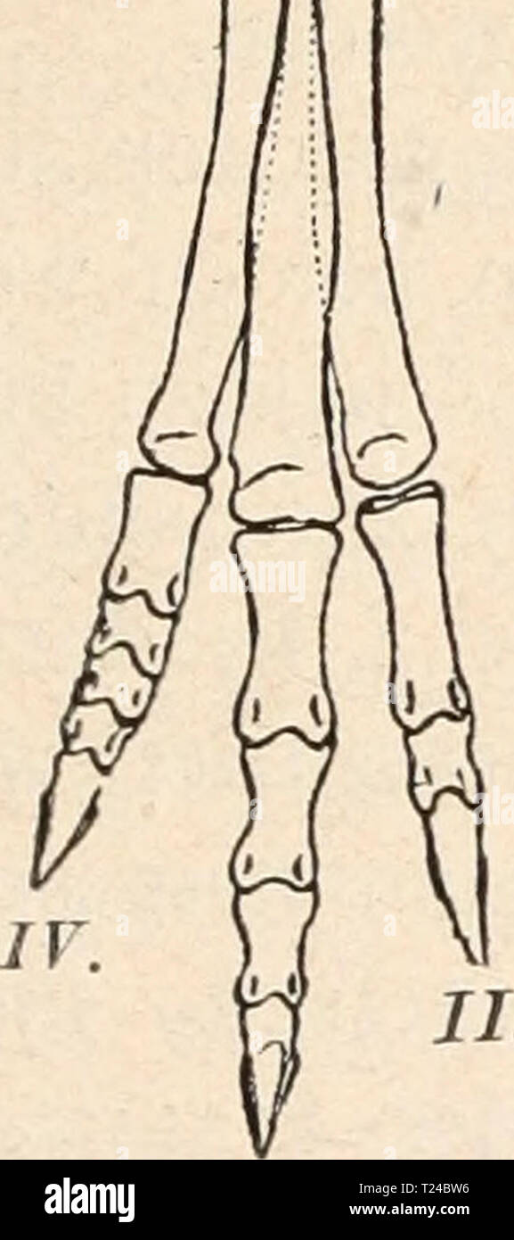 Archive image from page 604 of Die stämme der wirbeltiere (1919) Die stämme der wirbeltiere  diestmmederwir00abel Year: 1919  Reptilia. 583 im erwachsenen Zustand die Größe einer Katze. In der Leibeshöhle des Restes liegen Reste eines kleinen, gefressenen Reptils1 (Fig. 454). Ornithoniimus. — Obere Kreide Nordamerikas. Mehrere kleinere und größere Arten2 (Fig. 455). Ornitholestes. Obere Kreide Nordamerikas. Im Schädel sind jederseits zwei Orbitalöffnungen vorhanden. Die Finger sind lang;    Fig. 455. Rechter Hinterfuß von Ornithoniimus altus, Lambe. ein Compsognathide aus der oberen Kreide (Be Stock Photo