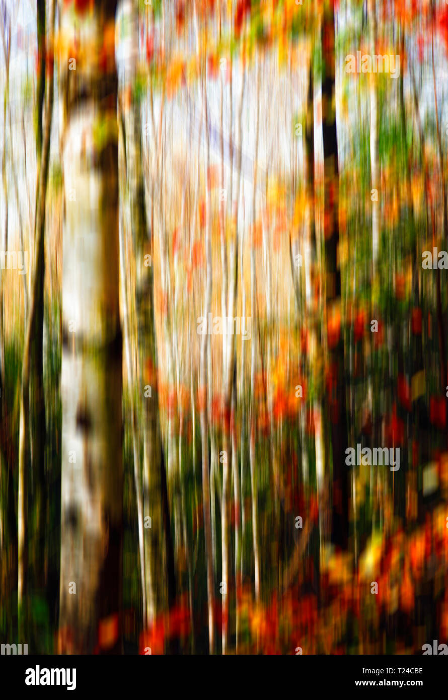 Blurred birch forest in autumn Stock Photo