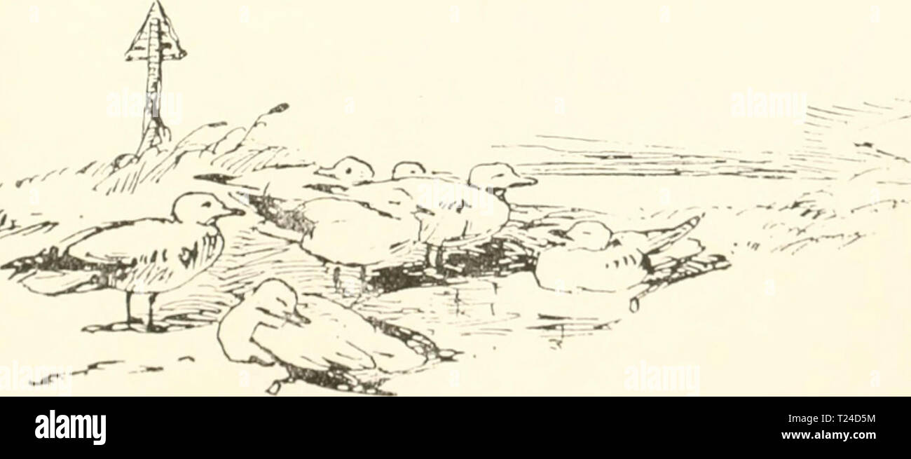 Archive image from page 658 of Die Vogelwarte Helgoland (1900) Die Vogelwarte Helgoland  dievogelwartehel00gehe Year: 1900  Cassin's Kuhstärling. 639 Das Vorkommen von Cassin's Kuhstärling auf Helgoland ist, wenn wir annehmen, dass es sich um einen frei lebenden Vogel handelt, der nicht etwa einem von Südamerika her dort vorbei- fahrenden, ihn im Käfig mitführenden Schiffe entflogen ist, im höchsten Grade auftallend. Nordamerikanische Vögel sind ja zahl- reich auf Helgoland vorgekommen, aber südamerikanische, die von Venezuela oder Columbien hierher verflogen sind, wurden bisher dort nicht beo Stock Photo
