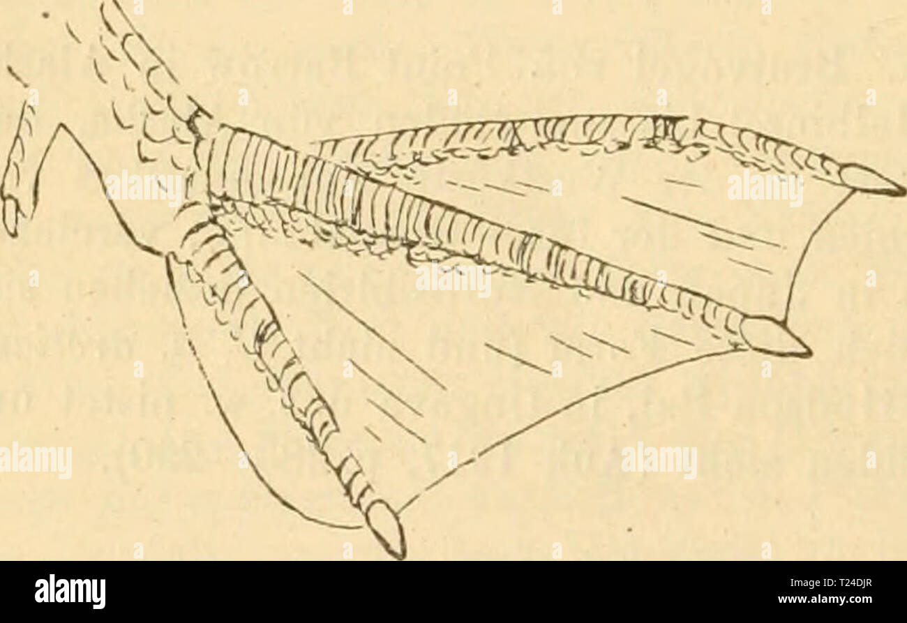 Archive Image From Page 683 Of Die Vogel Der Palaarktischen Fauna Die Vogel Der Palaarktischen Fauna Systematische Ubersicht Der In Europa Nord Asien Und Der Mittelmeerregion Vorkommenden Vogel Dievgelderpal02hart Year 1910 1462 Pygci Odes