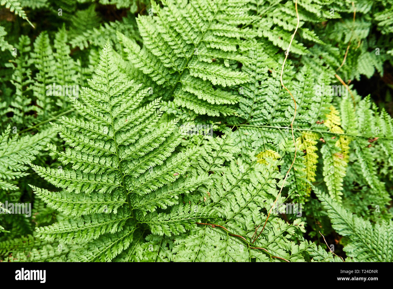 A group of arachniodes standishii (upside down fern) grows wild in a forest. Stock Photo