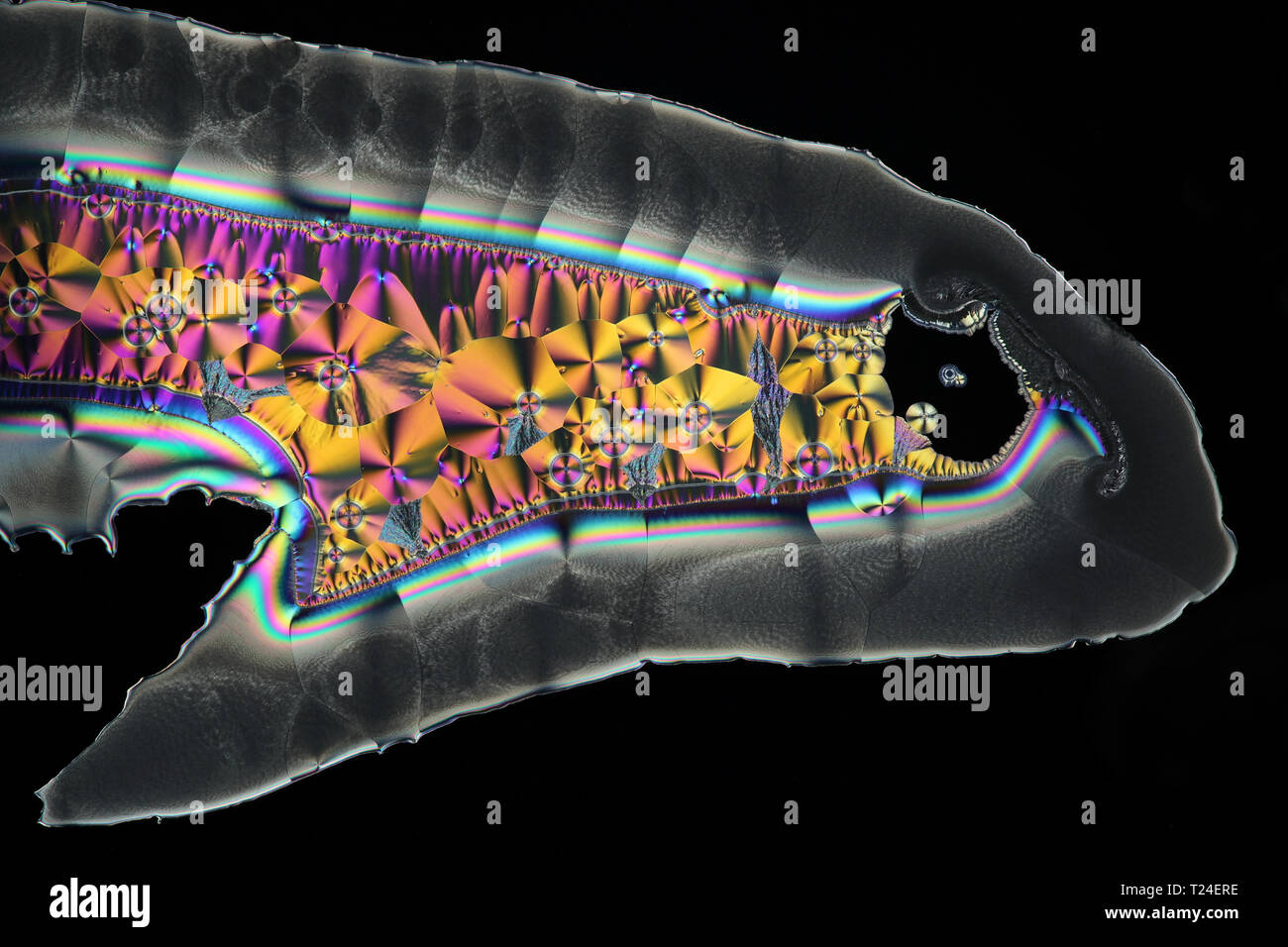Crystals of ascorbic acid, commonly known as Vitamin C Stock Photo Alamy