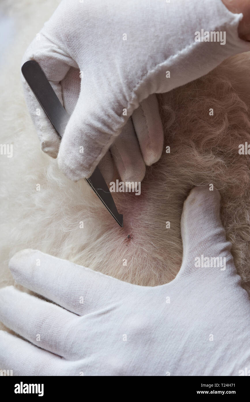 Flea bite on dog skin. Healing dog skin after insects bites Stock Photo