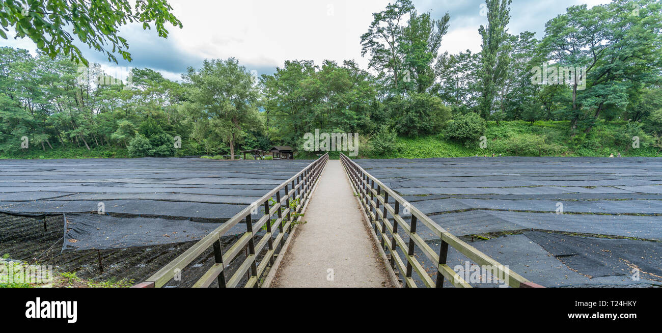 Wasabi plantation field at Daio Wasabi Farm. Located in Azumino, Nagano
