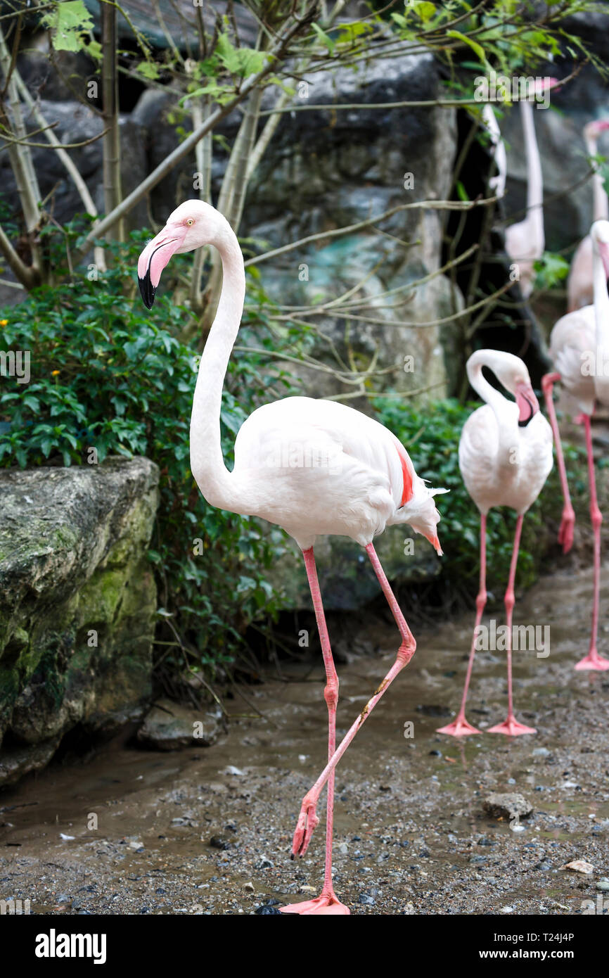 A beautiful flamingos, Flamingo is typical species for many countries