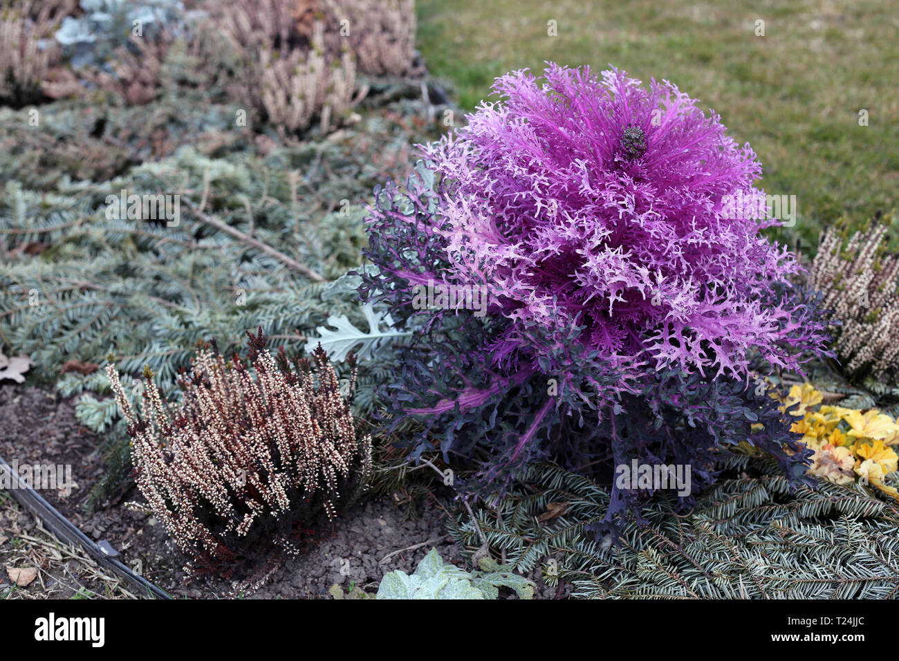 Purple plants and different other plants of flowers growing in the city