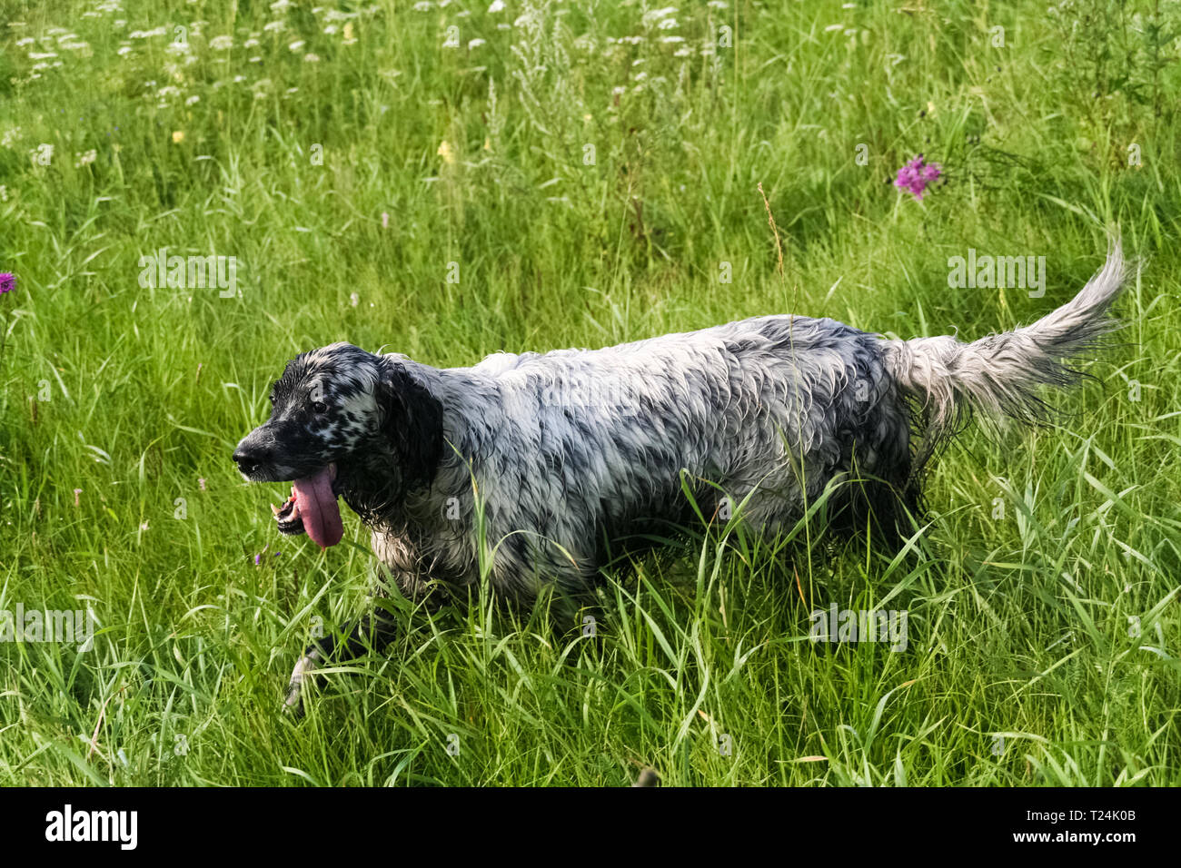 Work dog siberia hi-res stock photography and images - Alamy