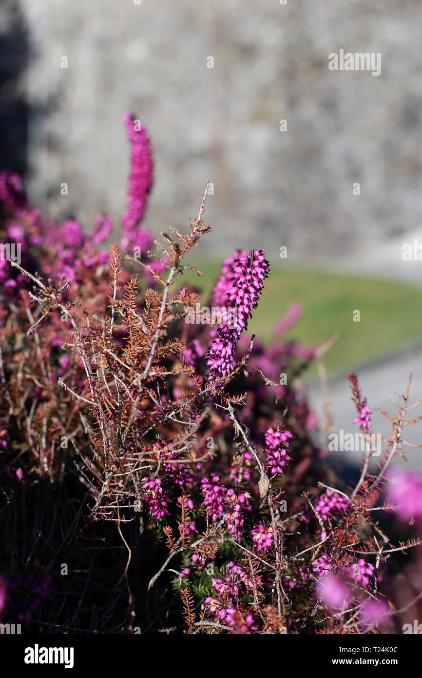 Pink lavender hi-res stock photography and images - Alamy