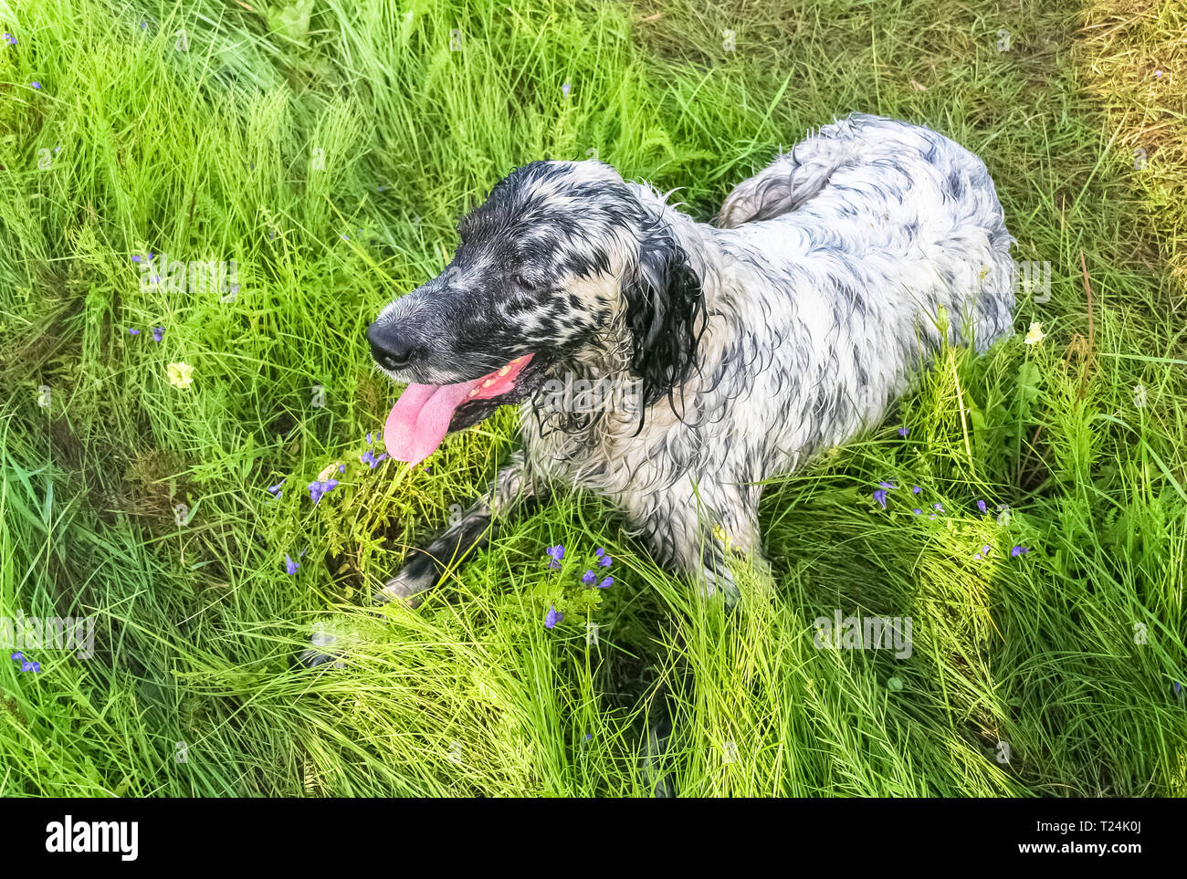 English setter resting. Hunting dog after work. Siberia, Russia Stock ...