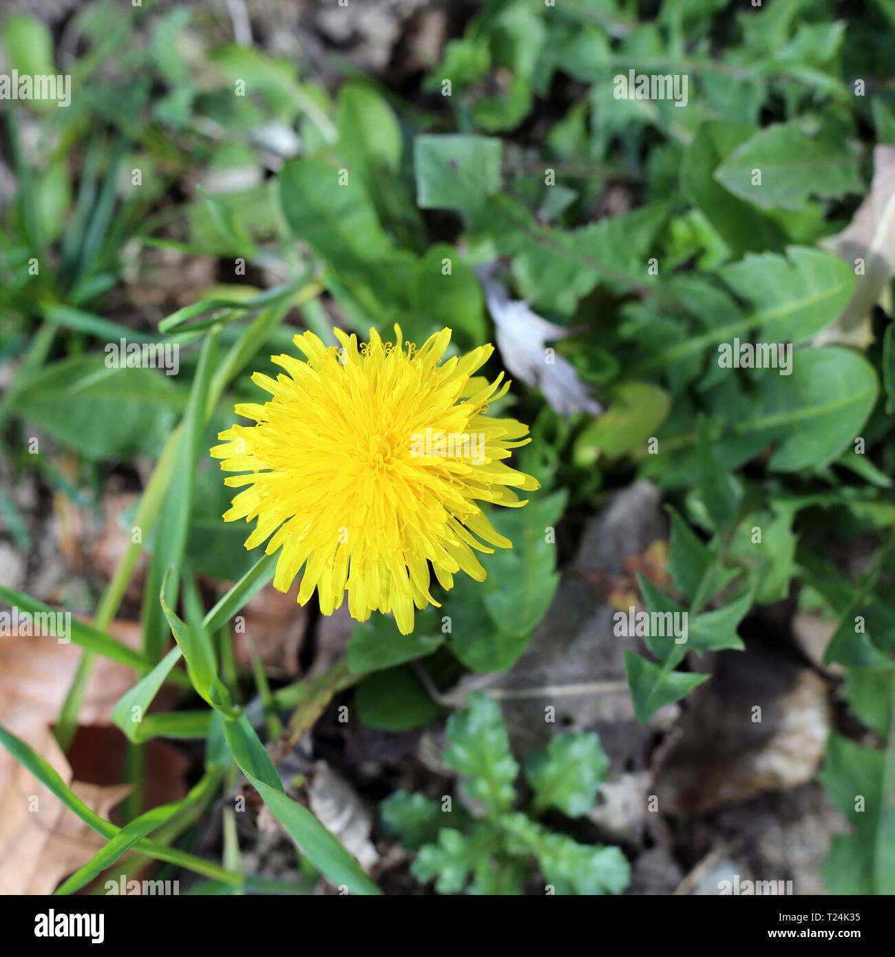 One blooming dandelion in a green meadow. Closeup photo. The flower has love deep yellow color and is surrounded by different green plants. Stock Photo