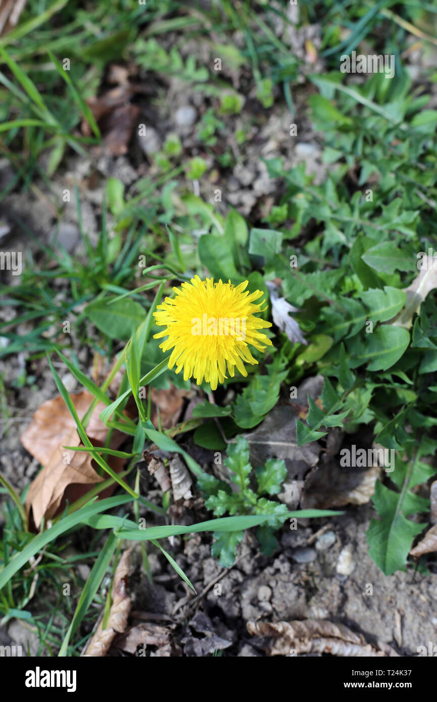 One blooming dandelion in a green meadow. Closeup photo. The flower has love deep yellow color and is surrounded by different green plants. Stock Photo
