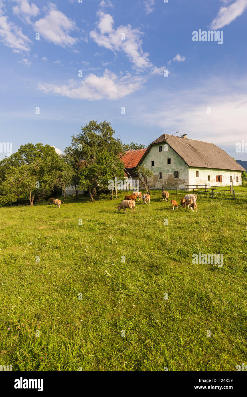 Austria, Carinthia, old farm house and cows on pastue Stock Photo