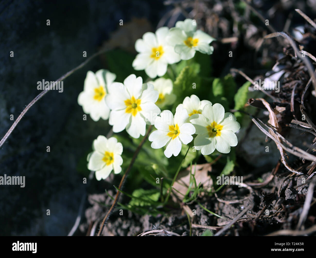 Little natural white flowers with orange centers photographed in