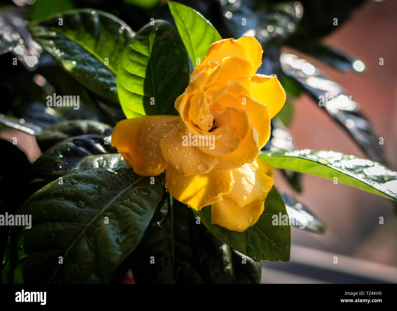 Rhododendron yellow flower in pot at home near the window Stock Photo