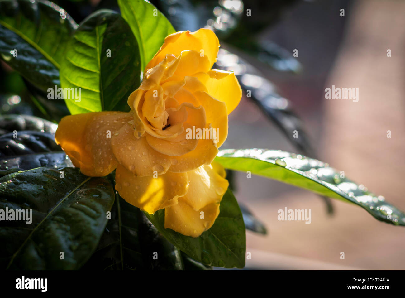 Rhododendron yellow flower in pot at home near the window Stock Photo