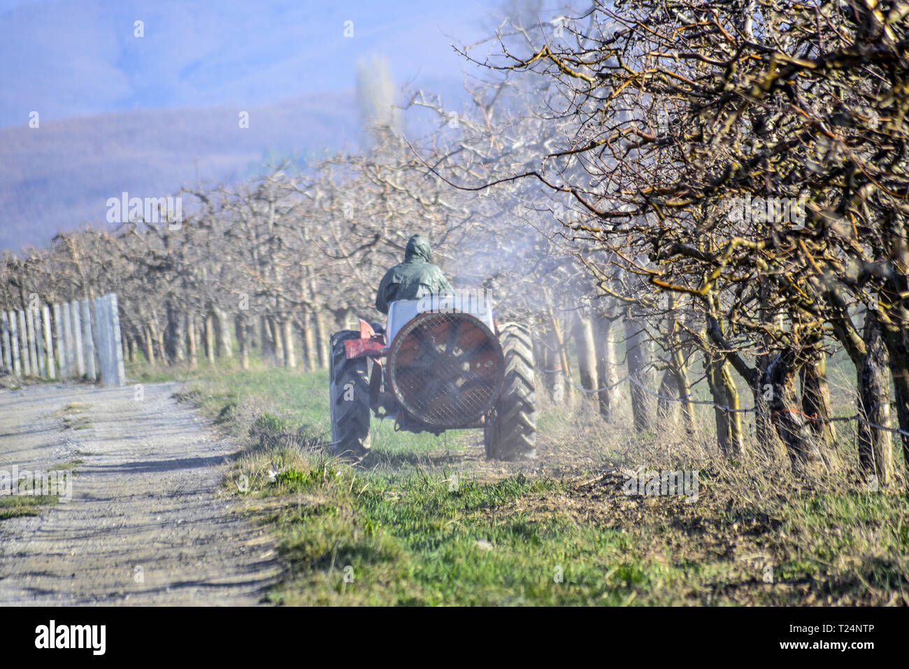 Picture of a spraying apple orchard in spring Stock Photo Alamy