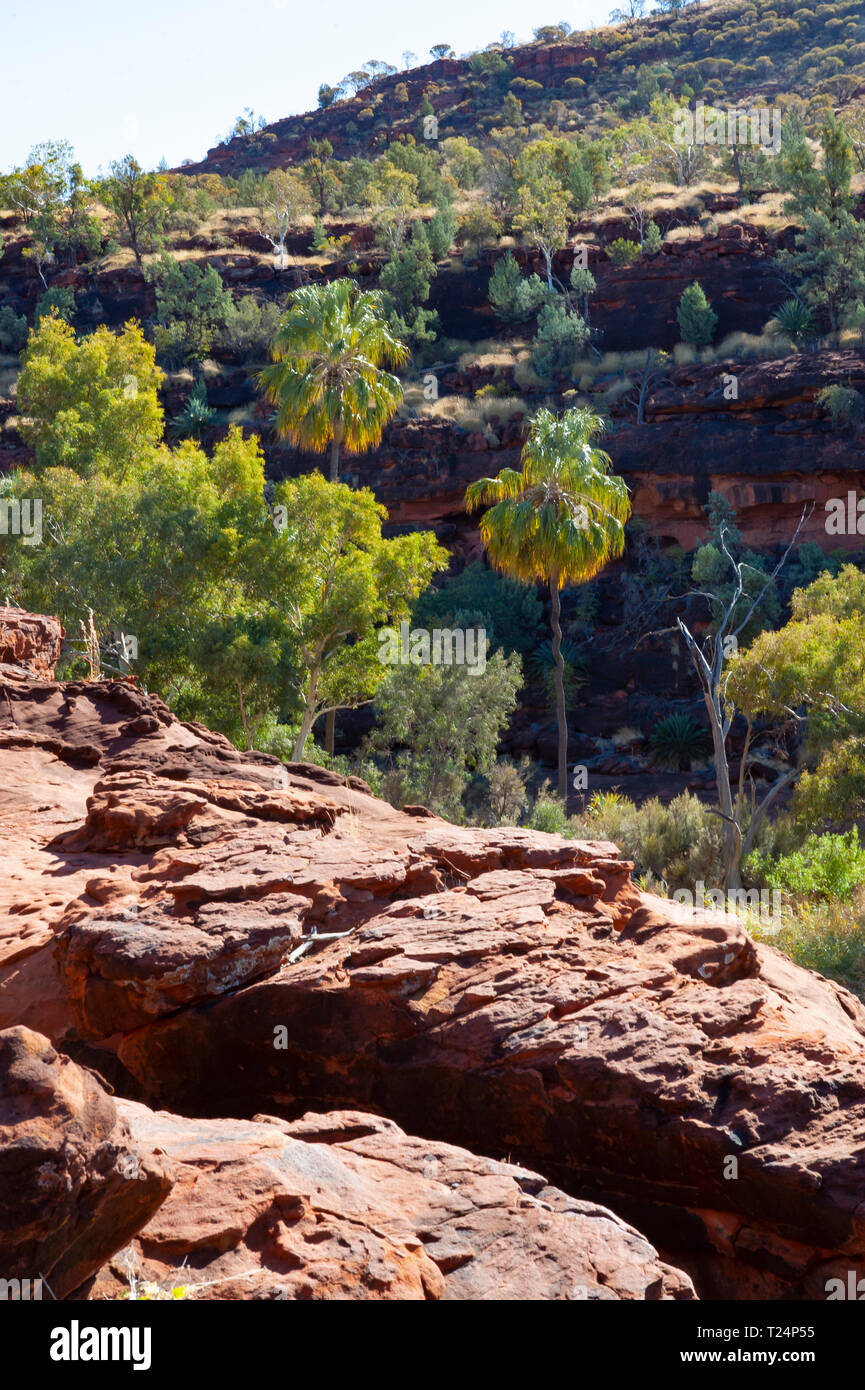 Dramatic landscape of Palm Valley, Northern Territory, Australia Stock