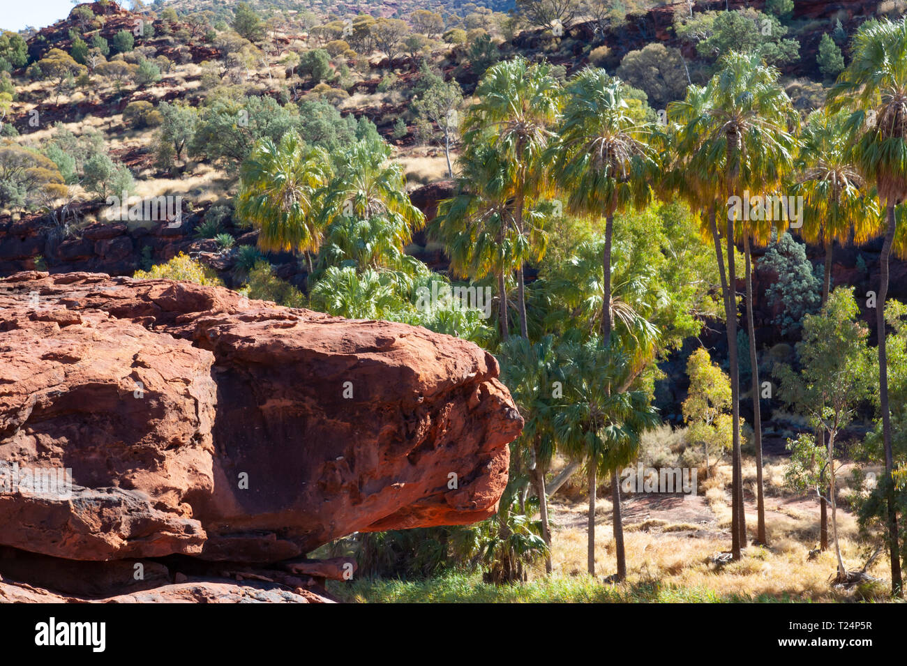 Dramatic landscape of Palm Valley, Northern Territory, Australia Stock