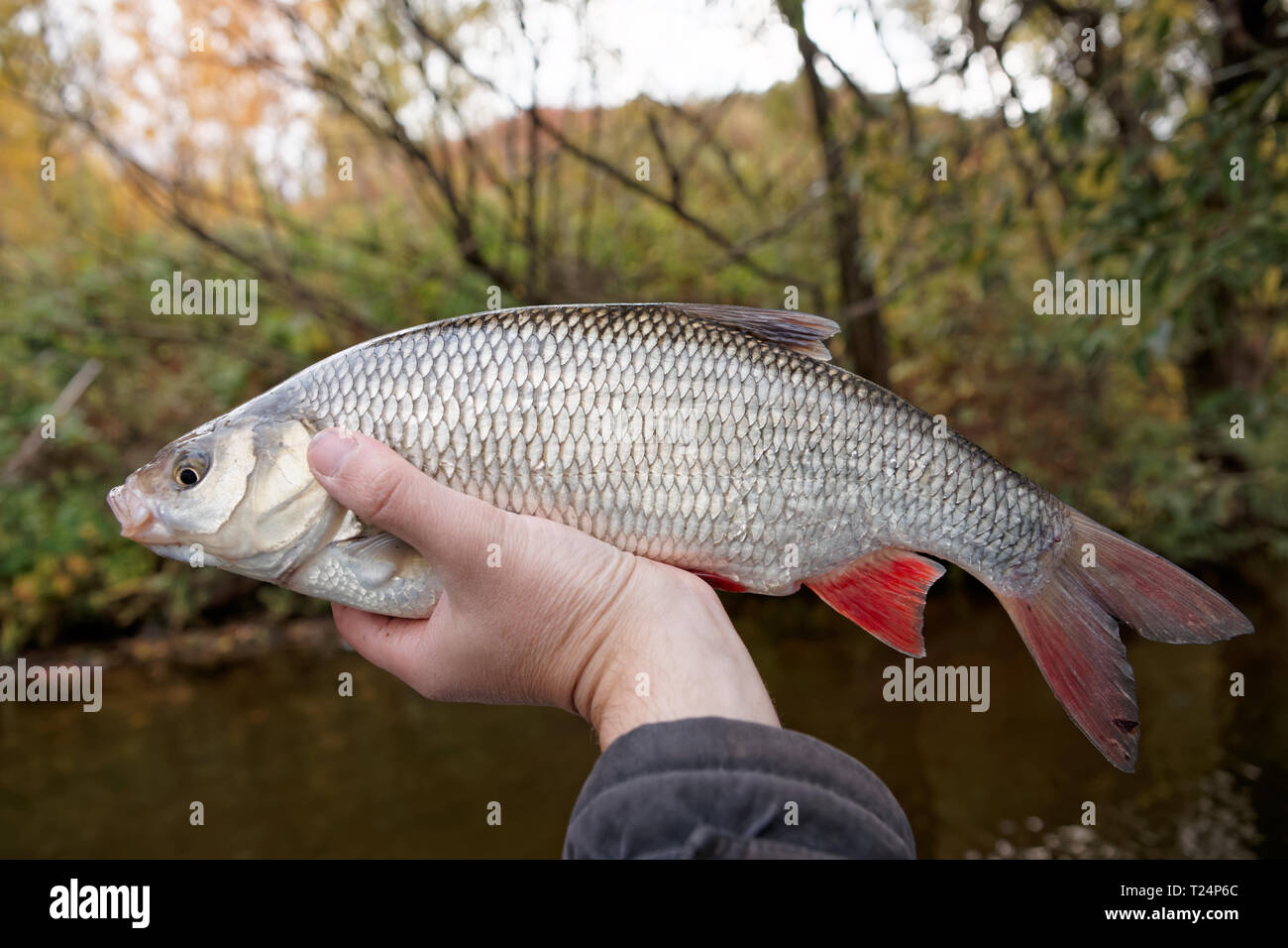 Big orfe fish in fisherman's hand caught in autumn Stock Photo