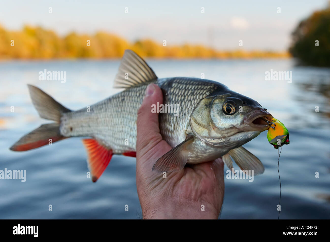 Orfe fish in fisherman's hand, toned image Stock Photo