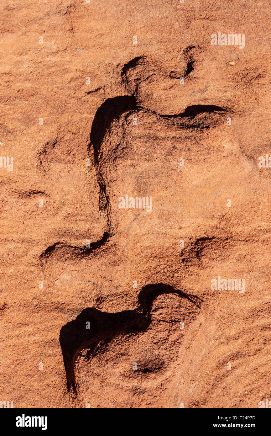 Palm valley northern territory australia hires stock photography and