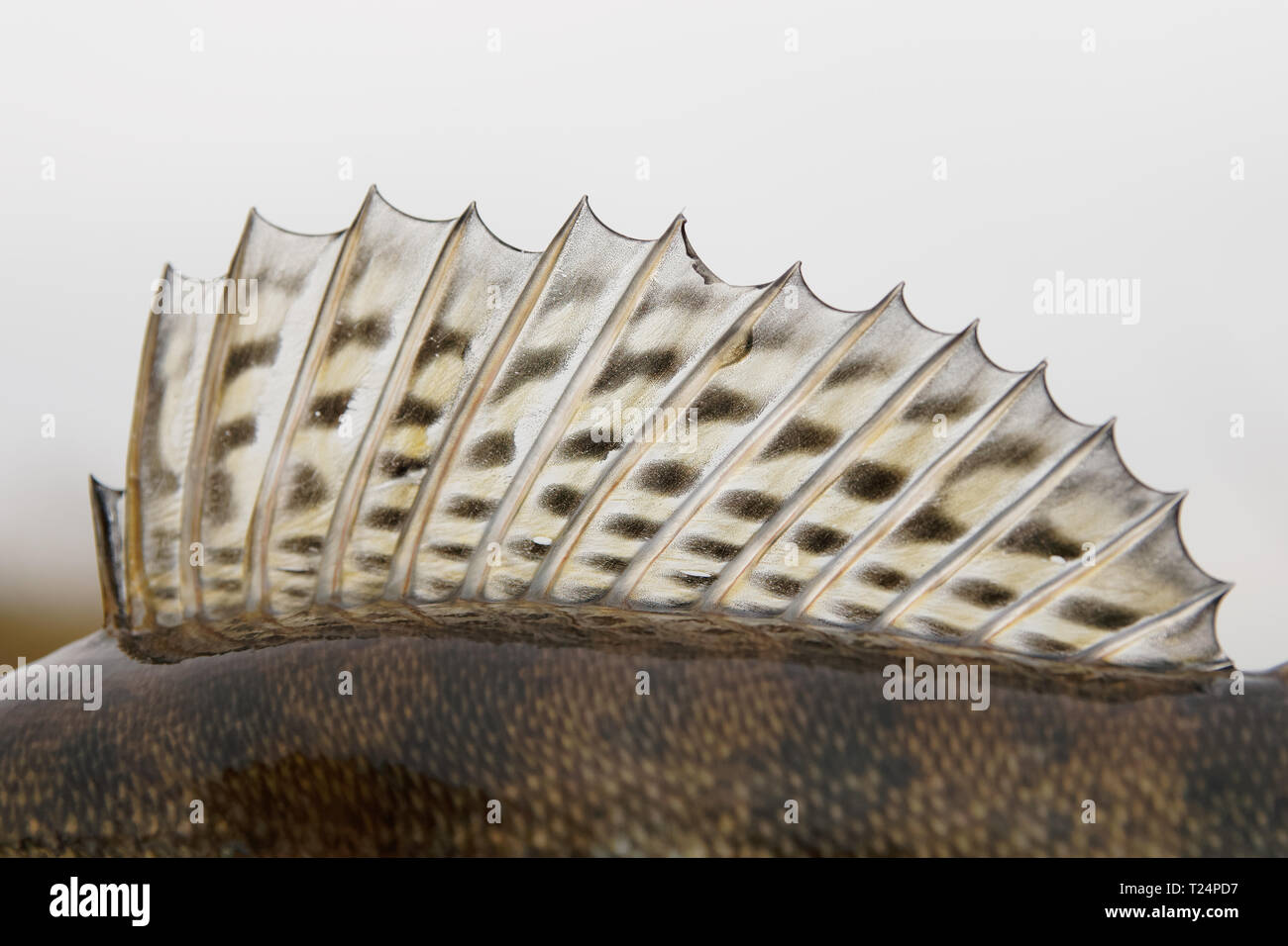 Dorsal fin of a walleye (pike-perch) close-up Stock Photo