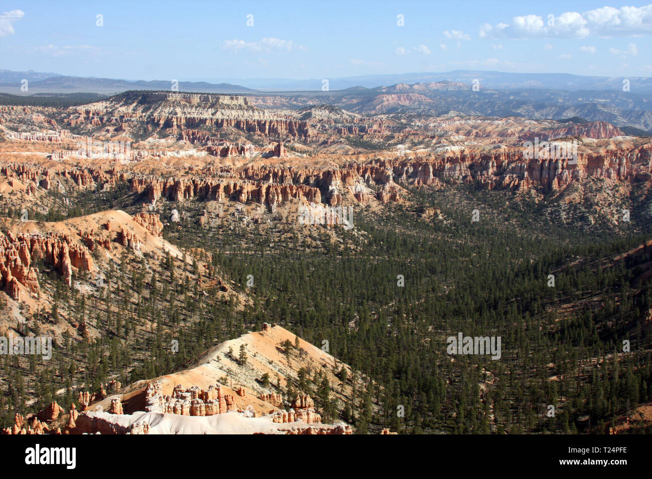 Aerial view of a Pine tree valley in Bryce Canyon Stock Photo