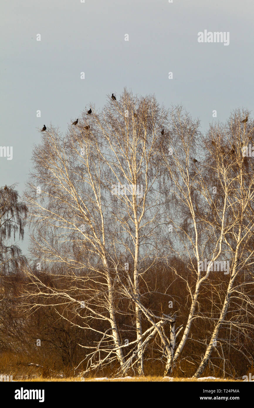 Flock of grouse. Siberia, Russia Stock Photo Alamy