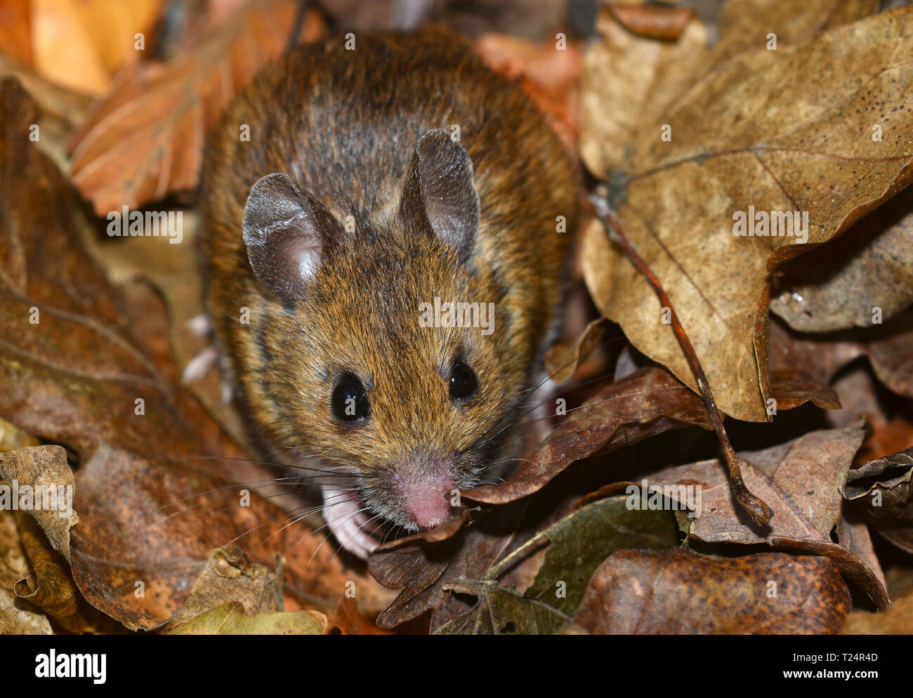 adult wood mouse in leaf litter Stock Photo Alamy