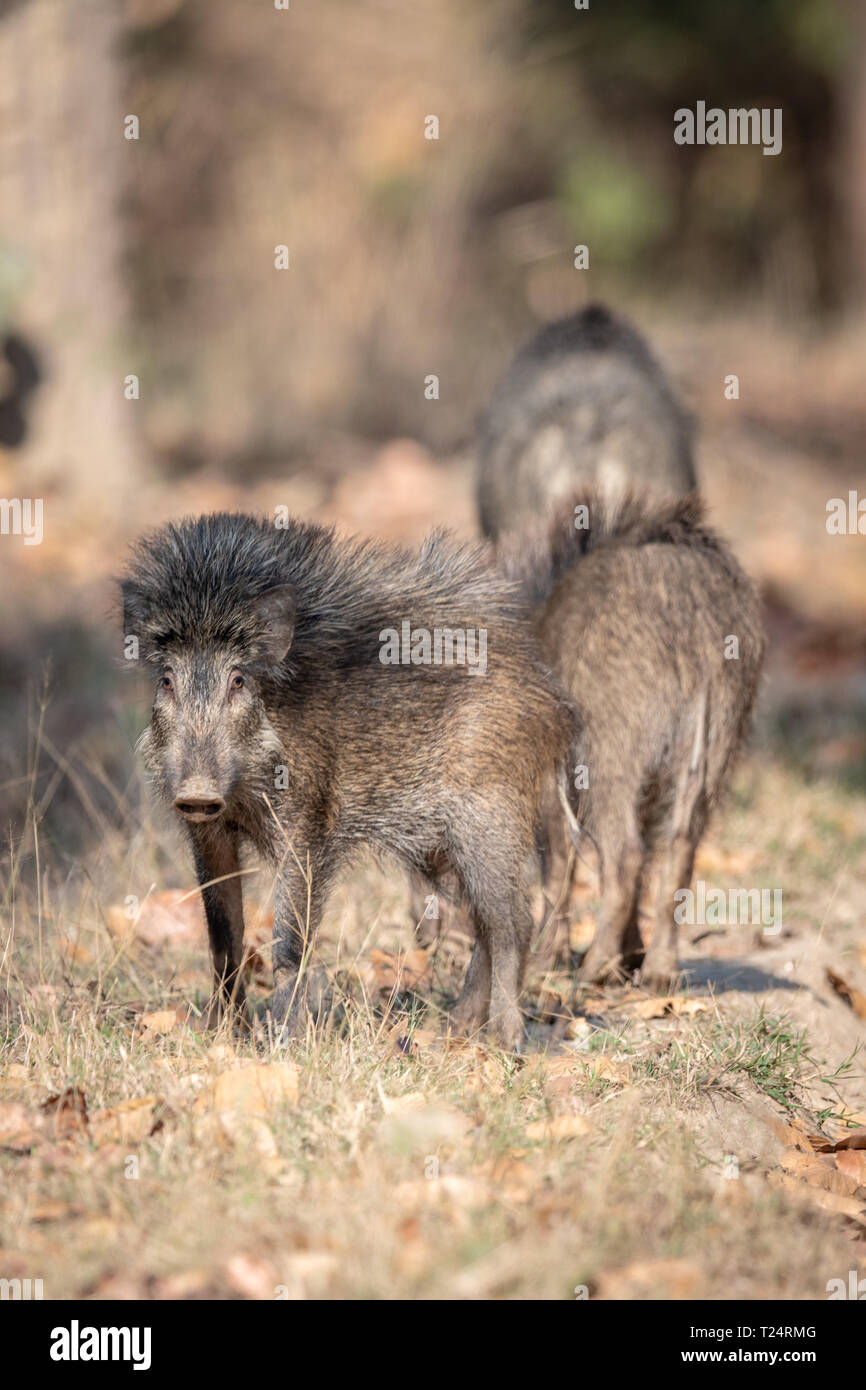 Wild boar (Sus sus davidi) in India Stock Photo