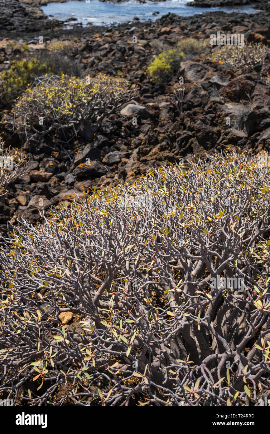 Volcanic rocky coastline along the Malpais de la Rasca, Palm Mar, Tenerife, Canary Islands, Spain Stock Photo