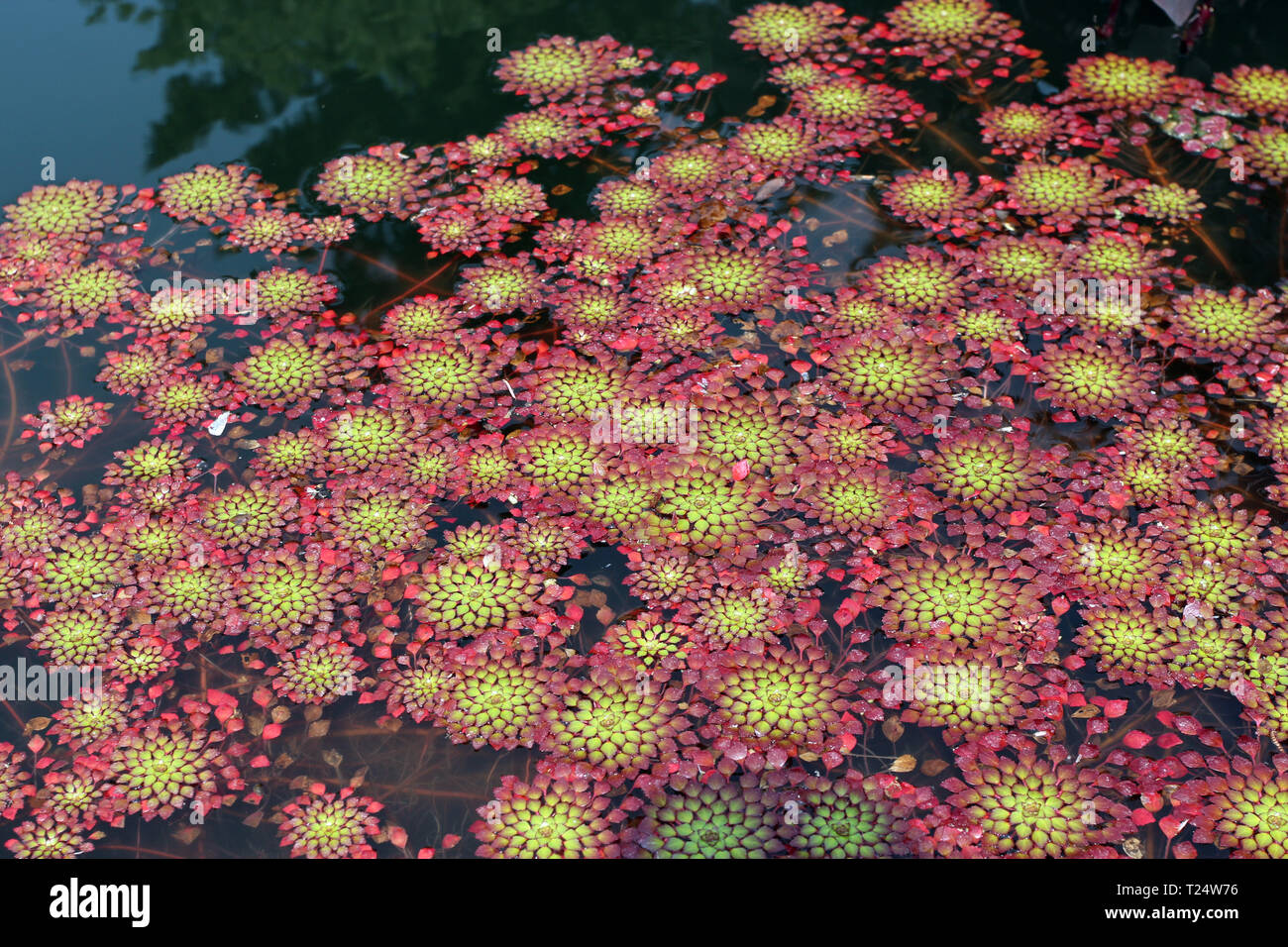 A clump of Mosaic Plants floating in a pond at the Denver Botanical Gardens in Colorado, USA