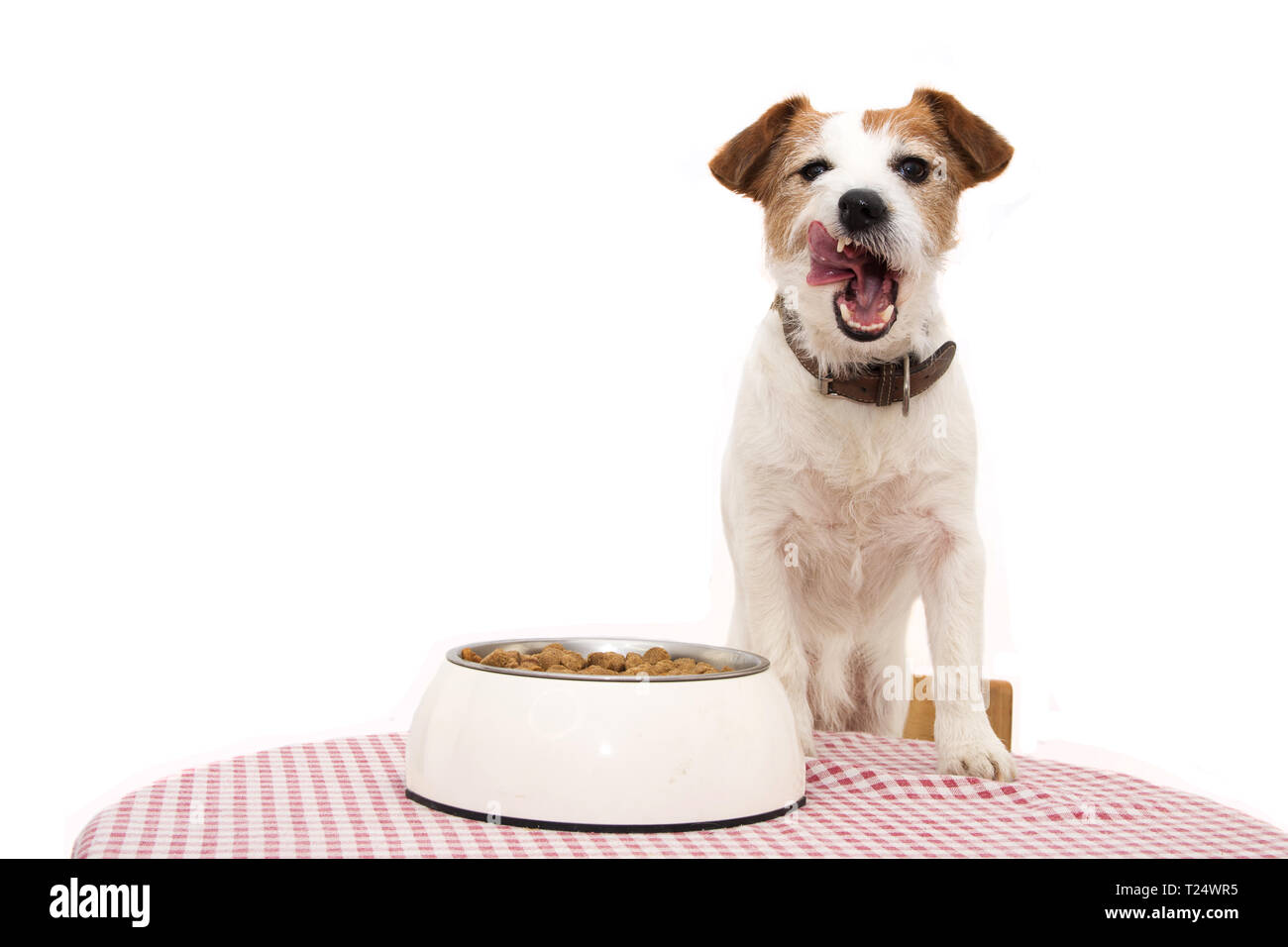 DOG EATING FOOD. JACK RUSSELL LINKING WITH TONGUE OUT NEXT TO A BOWL