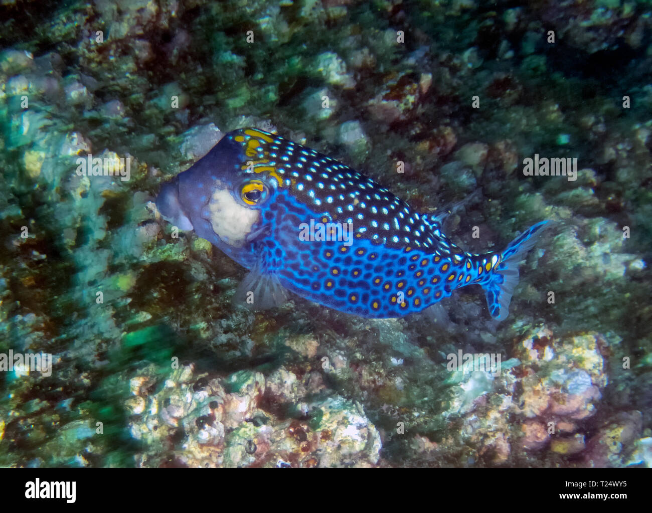 Spotted Boxfish (Ostracion meleagris) Stock Photo