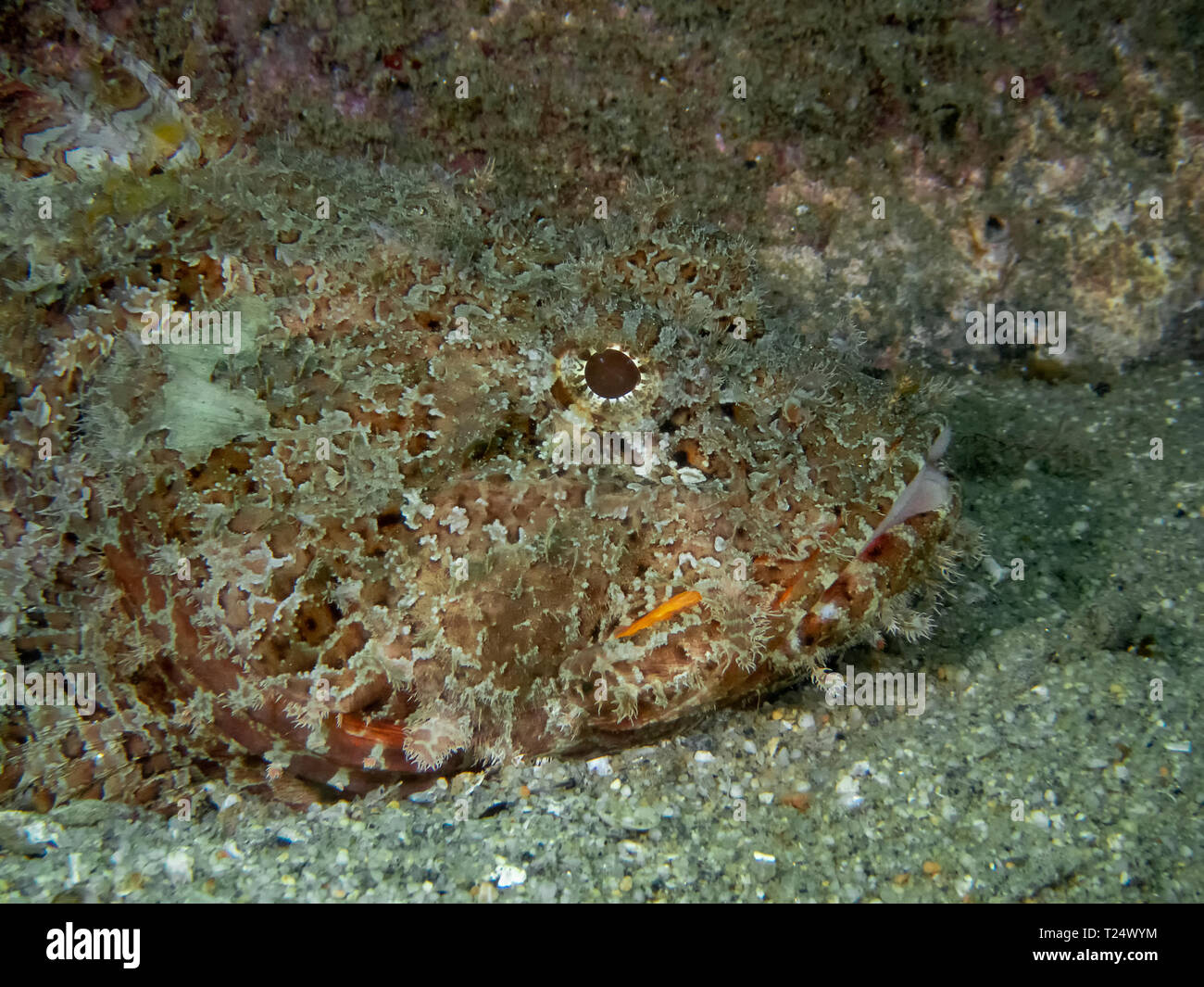 Cabos san lucas diving hires stock photography and images Alamy