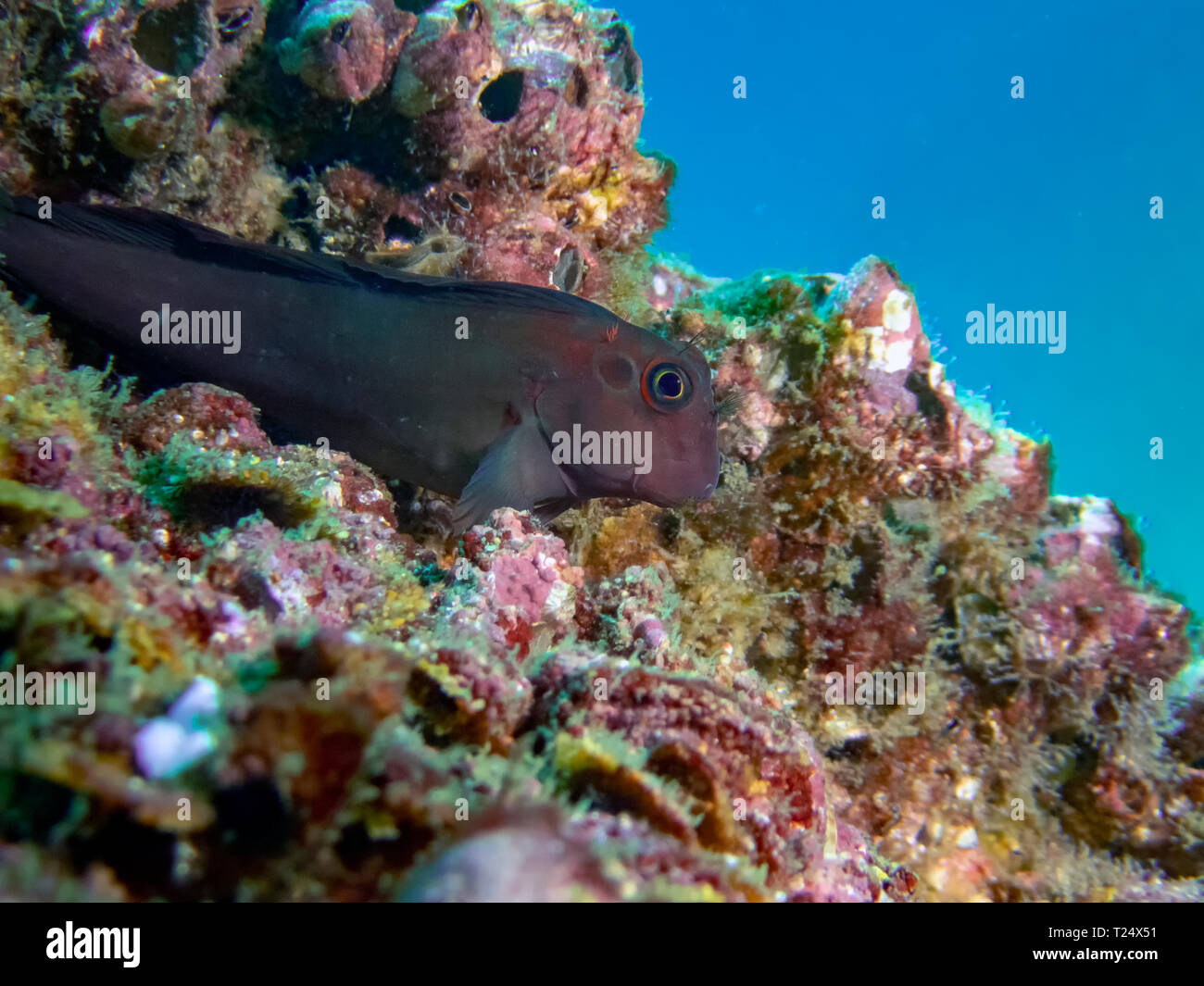 Panamic Fanged Blenny (Ophioblennius steindachneri) Stock Photo