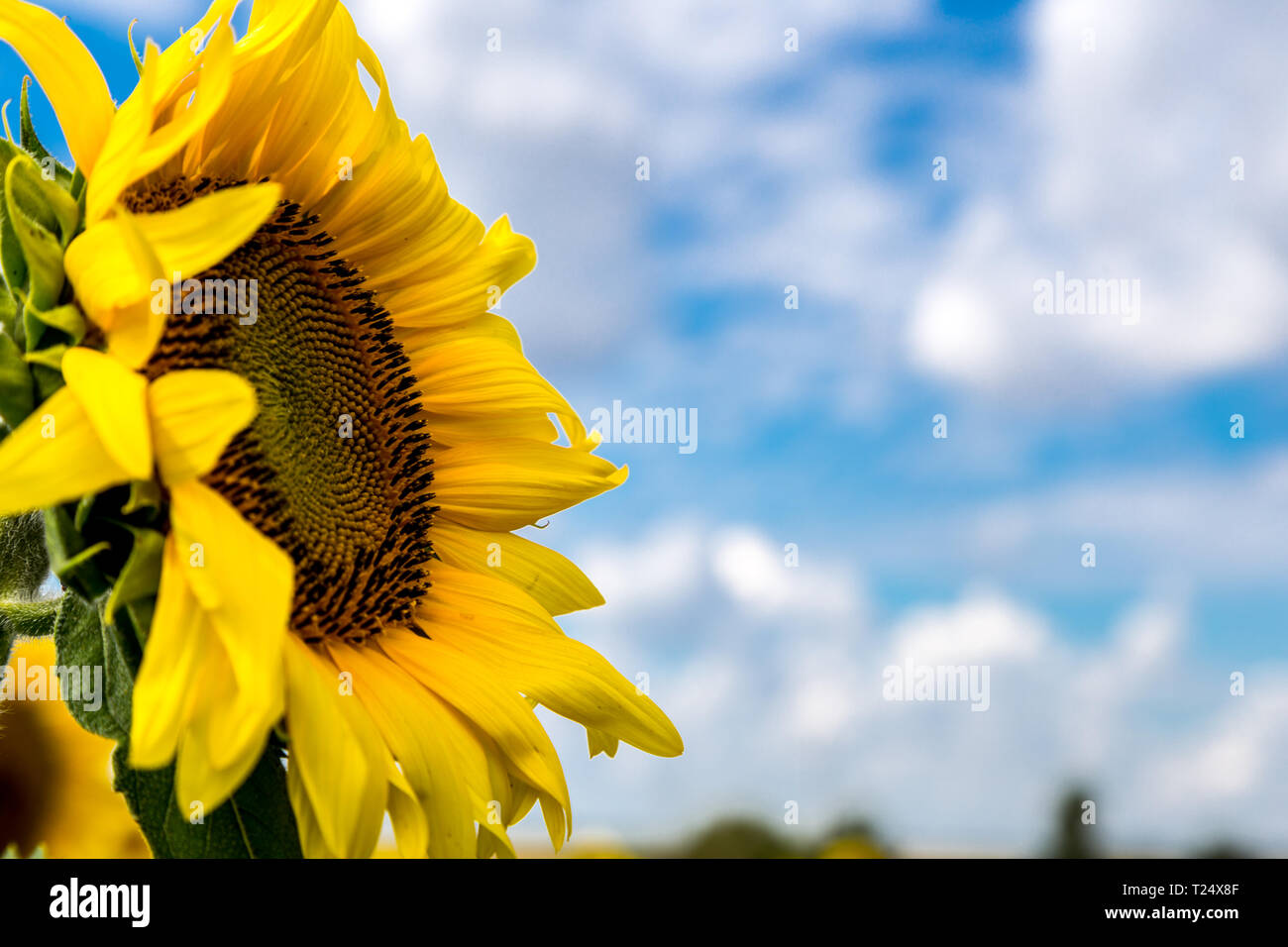 Sunflowers Kansas state flower Stock Photo Alamy