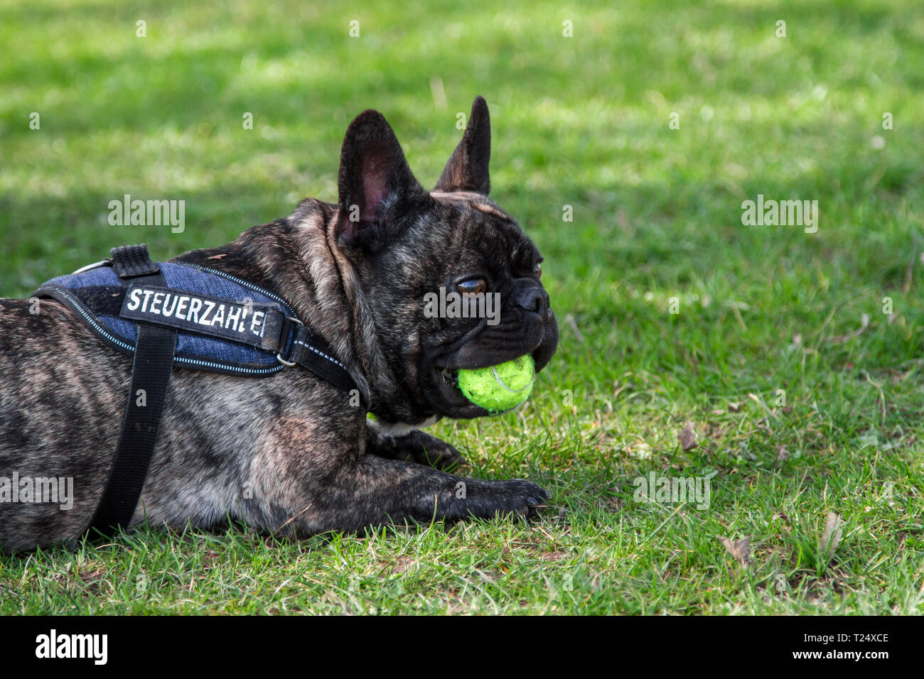 French bulldog harness hi res stock photography and images Alamy