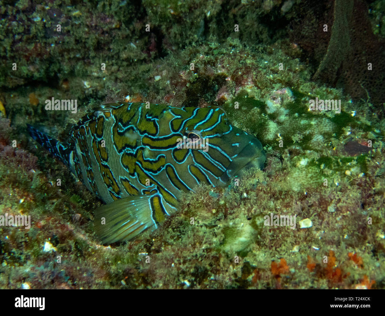 Giant Hawkfish (Cirrhitus rivulatus Stock Photo Alamy