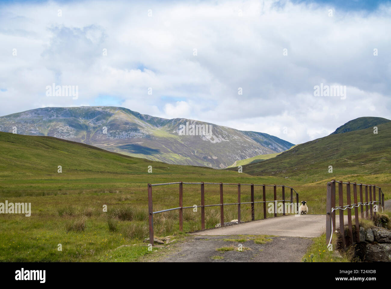Sheep On Bridge, Grampian, Scotland Stock Photo