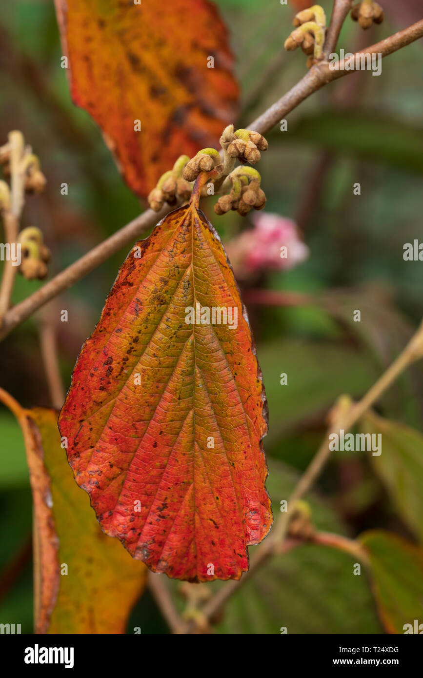 Colour change in leaves in witch hazel (Hamamelis) in Scotland in early