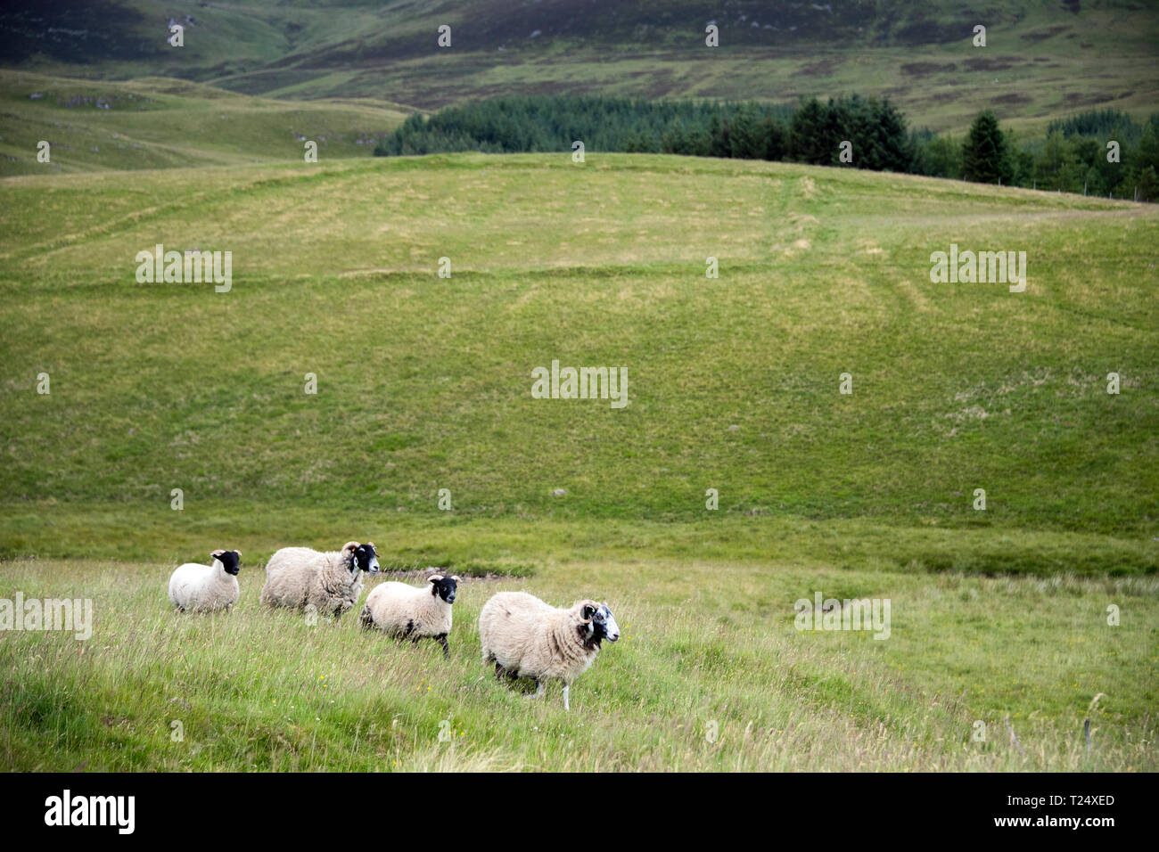 Scottish Blackface Sheep, Scotland Stock Photo