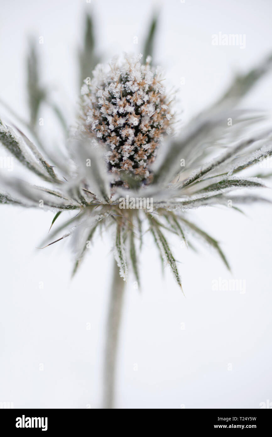 Eryngium maritimum - Sea Holly covered with hoar frost Stock Photo