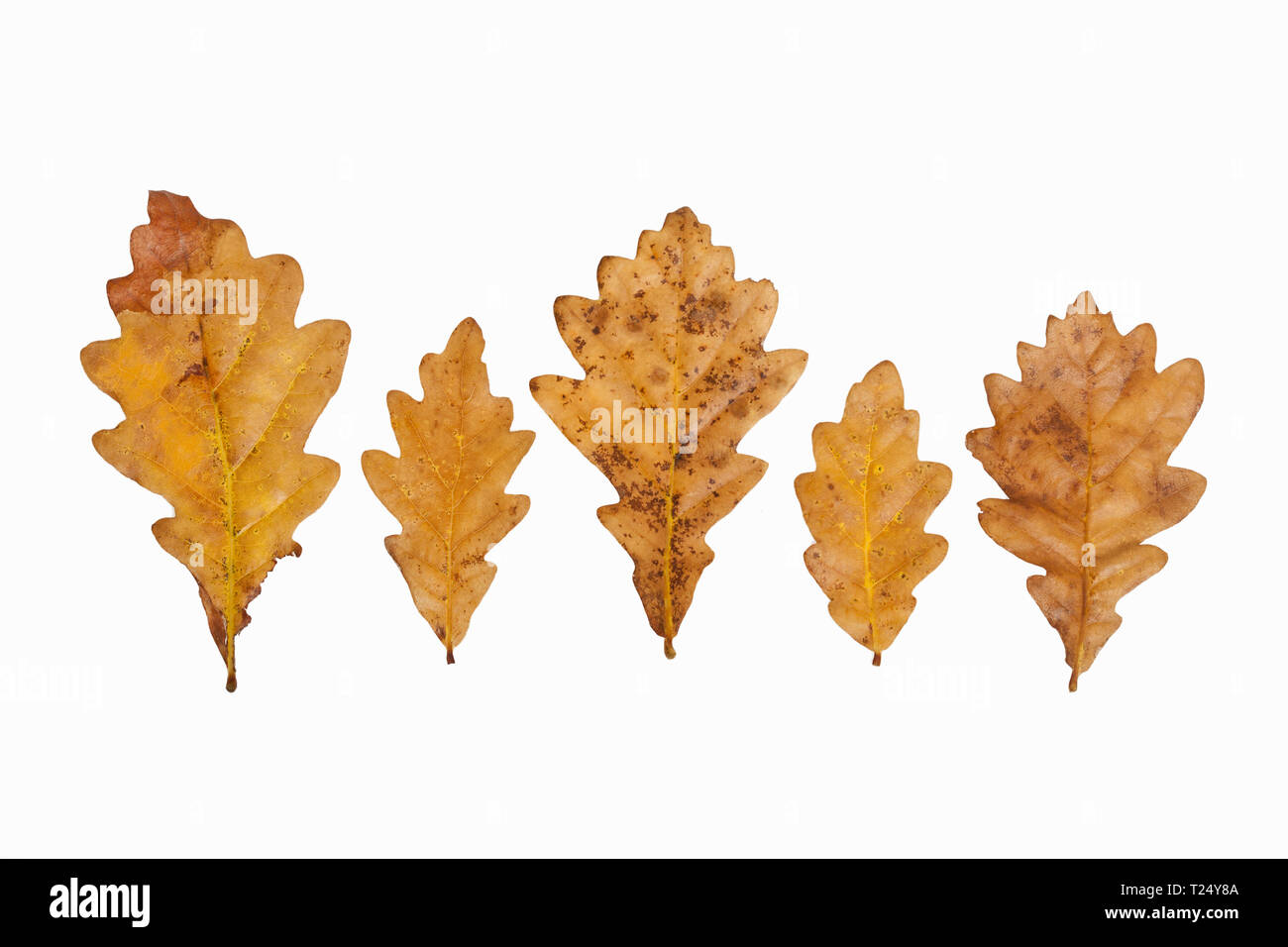 Quercus Oak Leaves Stock Photo Alamy