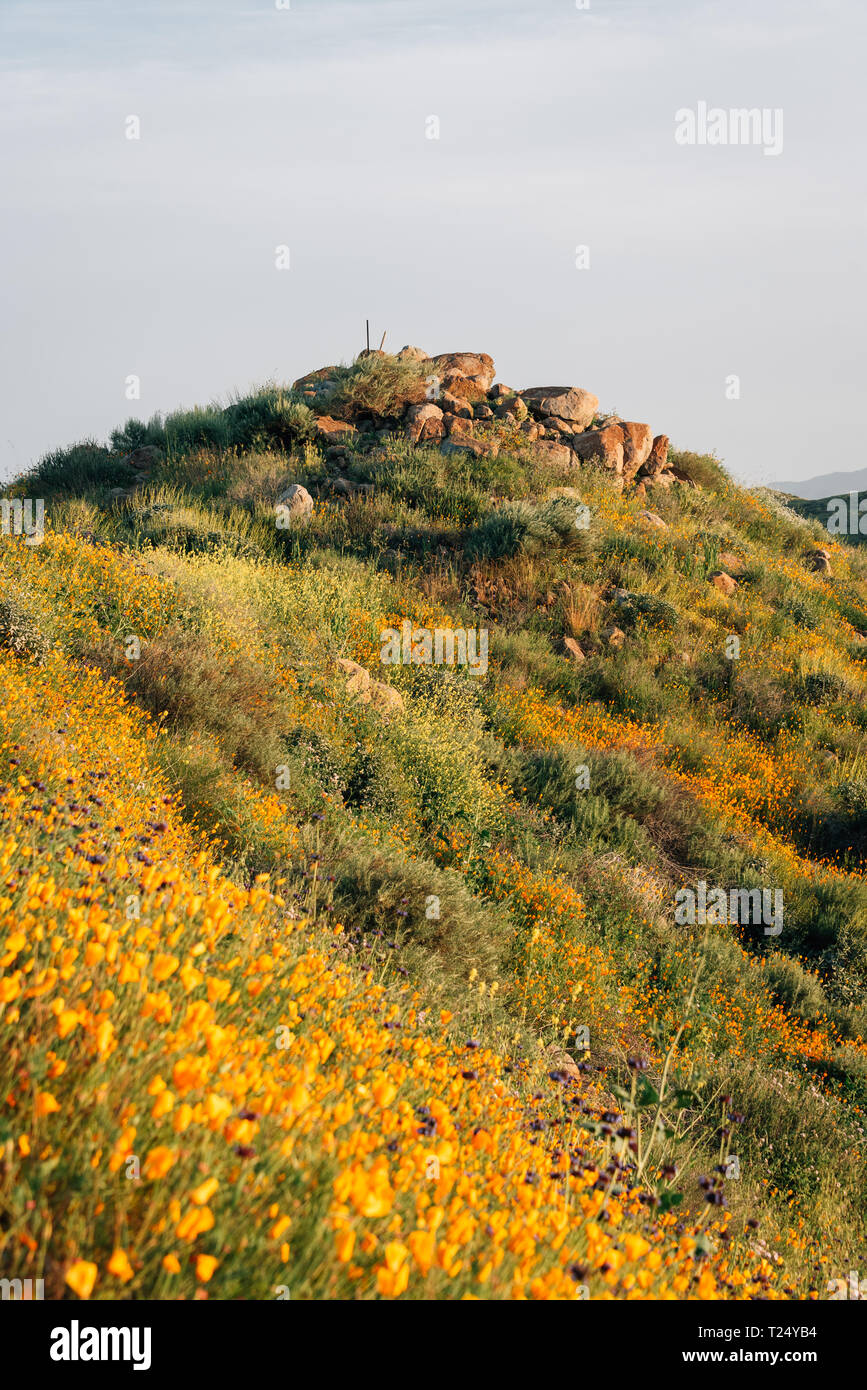 Poppies and rocky hill at Walker Canyon, in Lake Elsinore, California Stock Photo