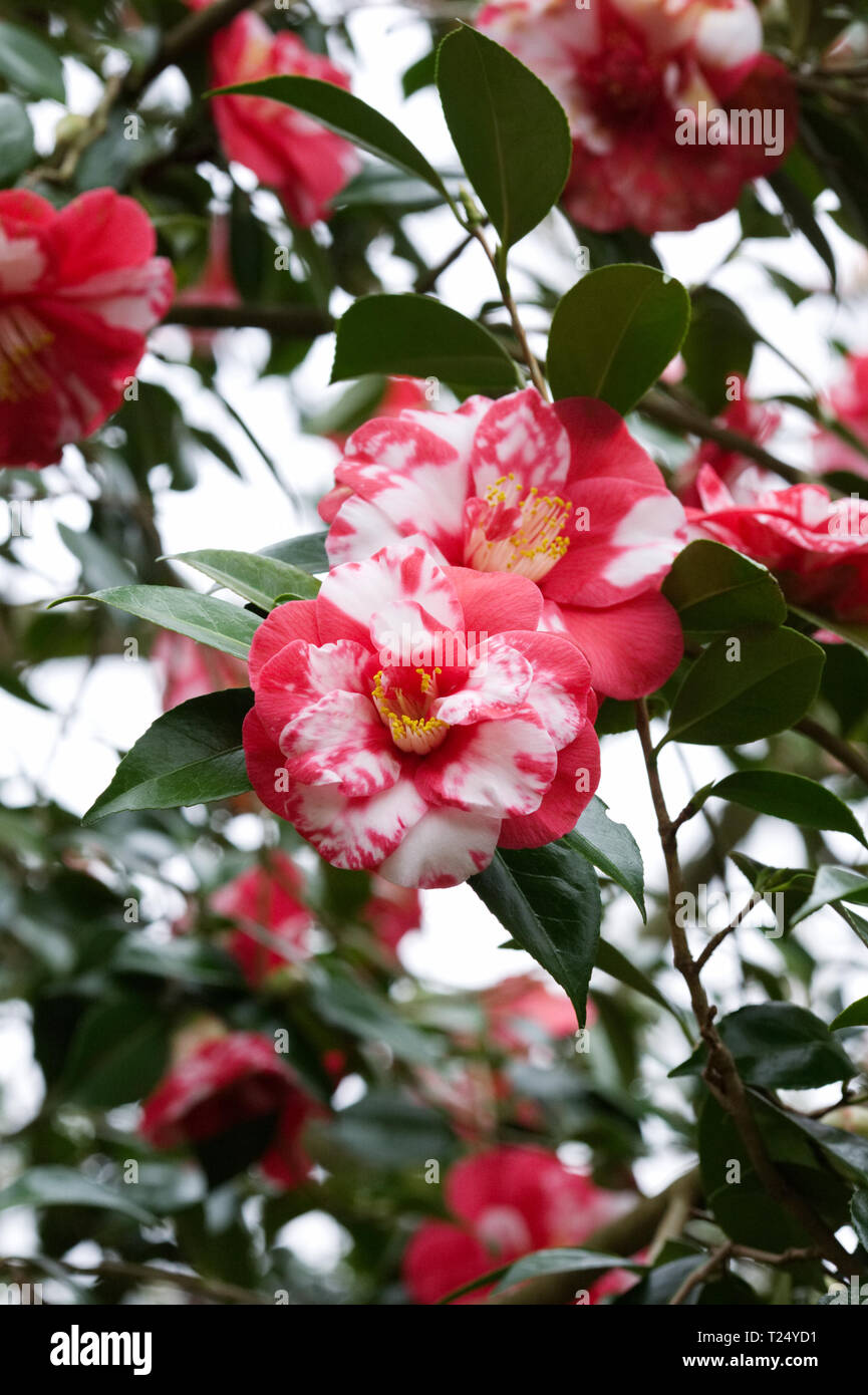 Camellia japonica 'Masayoshi' flowers. Stock Photo