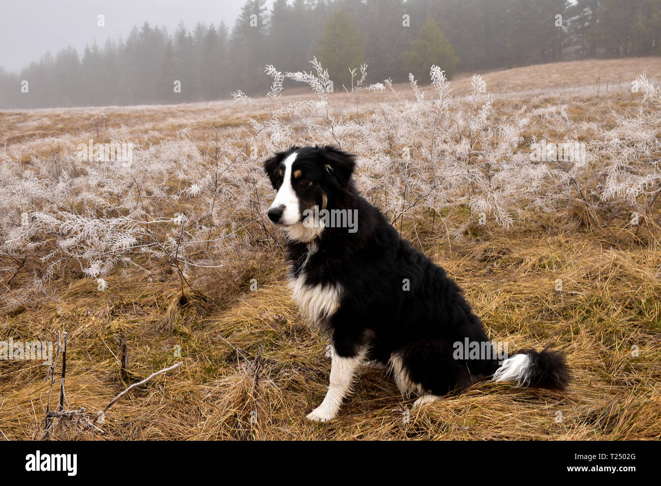 Border Collie/Australian Shepard Cross Stock Photo