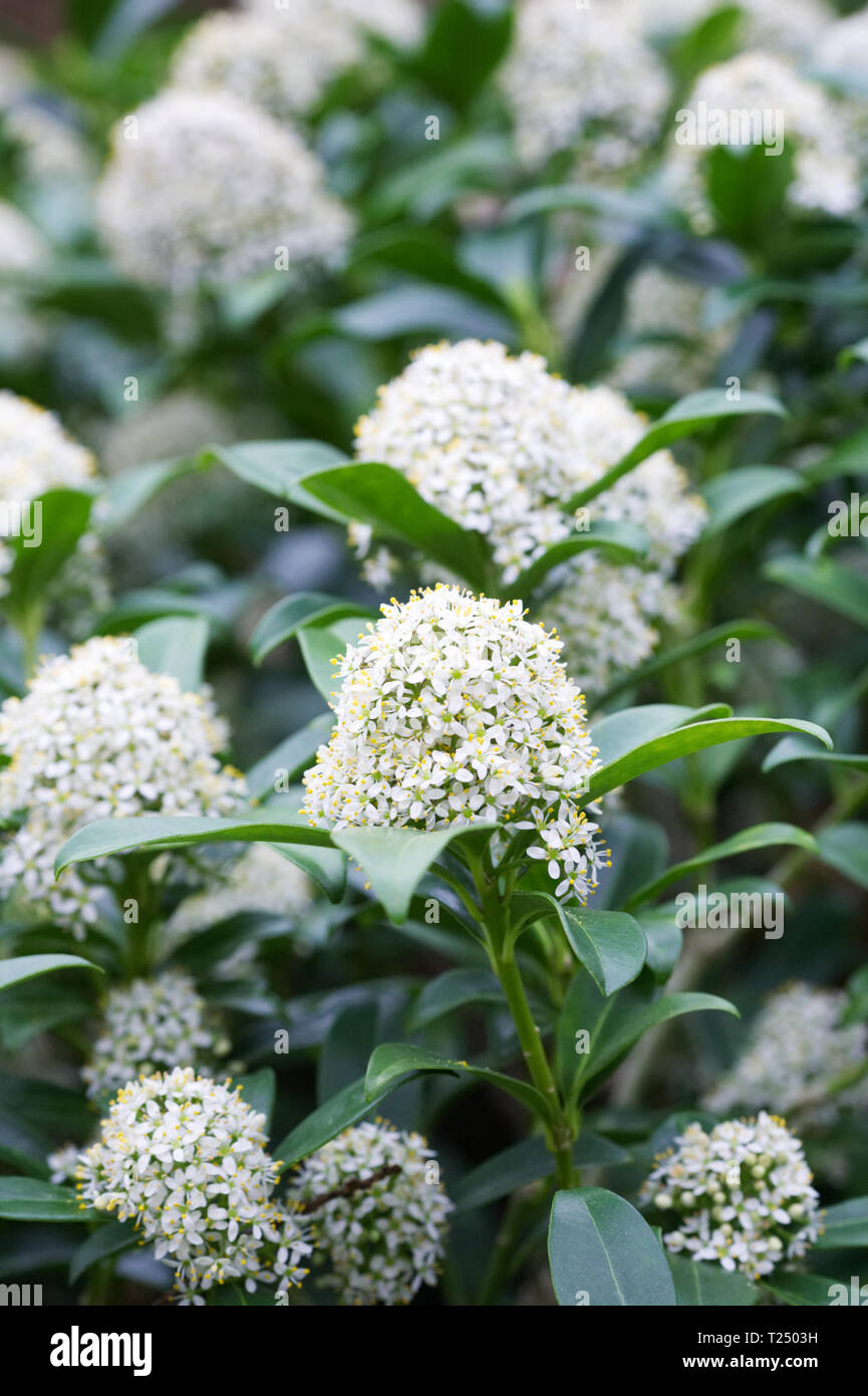Skimmia japonica 'Fragrans' flowers. Stock Photo