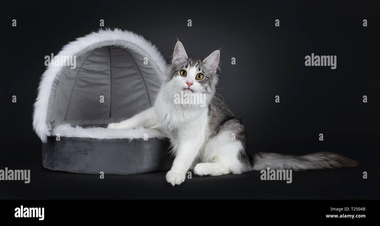 Cute black silver bicolor spotted tabby Norwegian Forest cat kitten ...