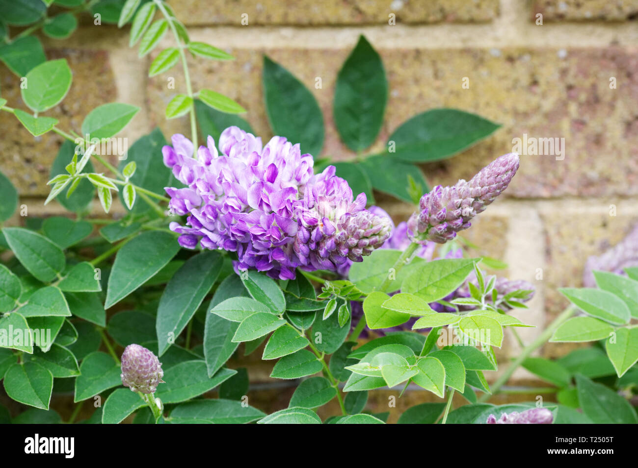 Wisteria frutescens 'Longwood Purple' flower. Stock Photo